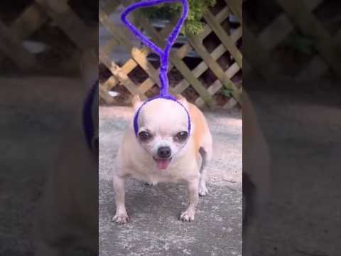 Teletubbies But Dog Version