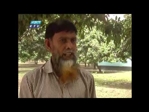 লিচুর রাজধানী খ্যাত উত্তরের জেলা পাবনার ঈশ্বরদিতে এবার ফলন বিপর্যয়ের শঙ্কা