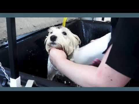 download lagu mp3 mp4 Paw Natural Shampoo, download lagu Paw Natural Shampoo gratis, unduh video klip Paw Natural Shampoo