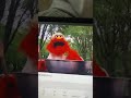 Sesame Street Letter T Cooking Murray