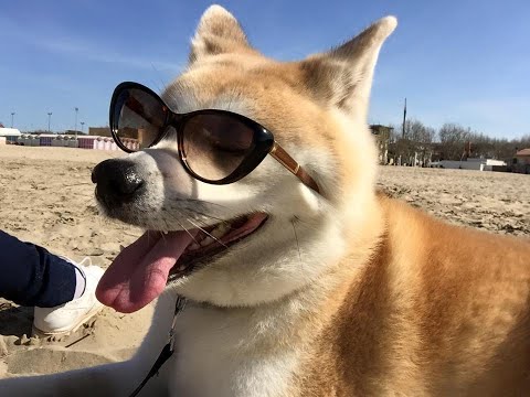 Funny Akitas (japanese dogs) - Living with Katsumi and Shinkoo -