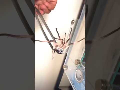 Bullet Ants ATTACK Huntsman Spider