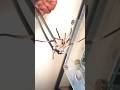 Bullet Ants ATTACK Huntsman Spider