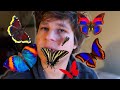 How To Feed BUTTERFLIES