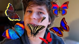How to Feed BUTTERFLIES??