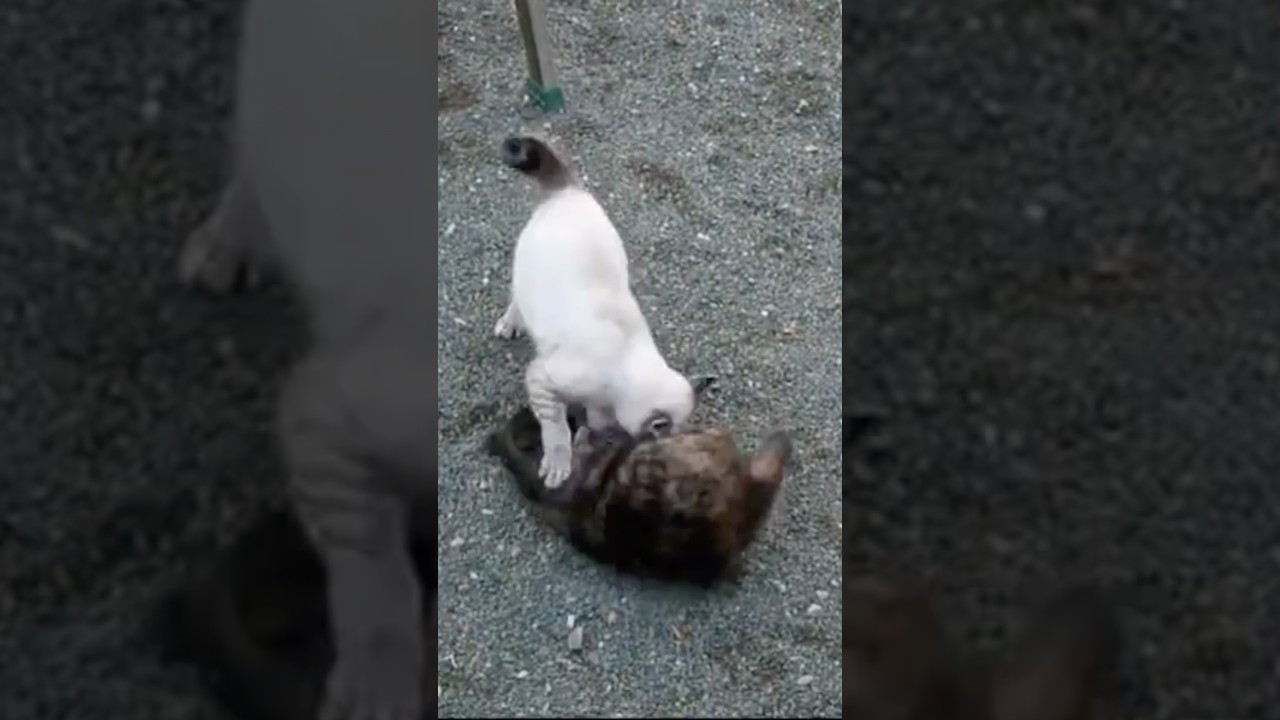 【いなか猫、過去動画の切り抜き（106）】 #いなか猫 ＃猫の喧嘩＃shorts