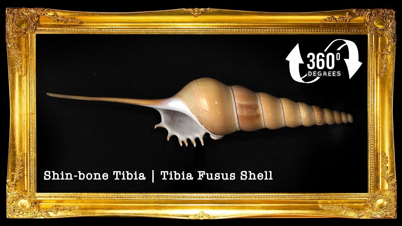 Tibia Fusus | Shinbone Tibia | Tibia Fusus | 3 - 9 Inches | Large