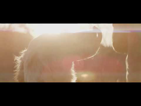 Yeti and ORVIS Present: Andy  (Upland Teaser)