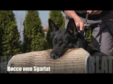 Rocco vom Sgarlat