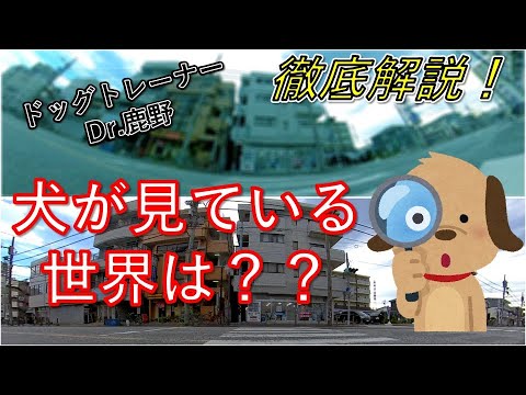 犬はどうやって物を見ているのでしょうか?