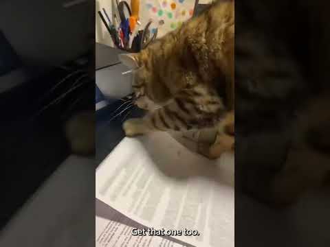 Cat Pulls Paper From Printer || ViralHog