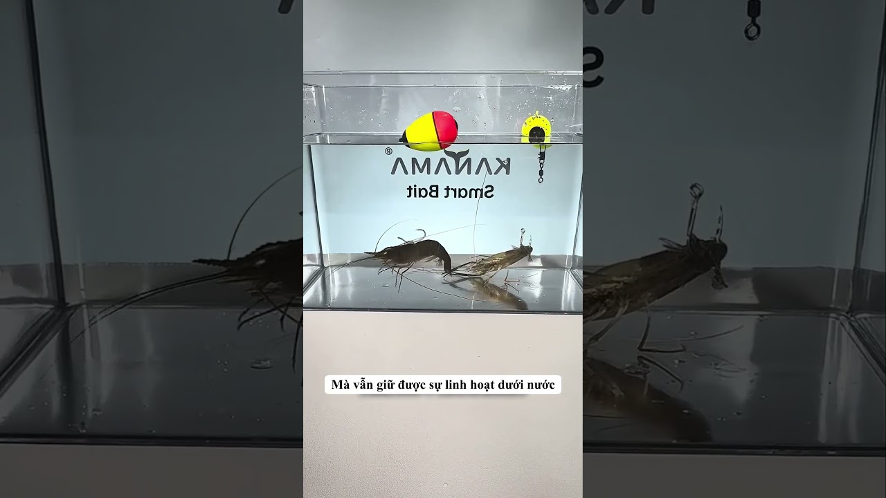 Hướng dẫn móc mồi câu bằng tôm sống