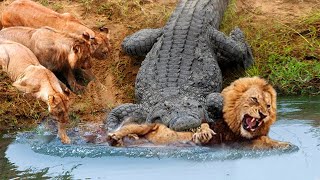 Crazy! Mad Crocodile Fierce Attack & Kill King Lion, The End of King