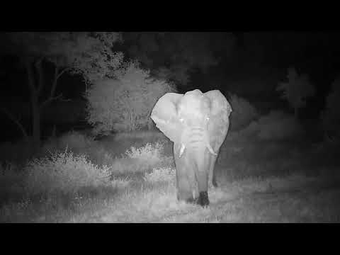 Djuma: Elephant bull passes by cam heading towards the lodge(sm tear rt ear) - 01:56 - 04/21/2023