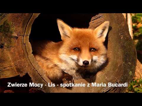 360. Lis - Zwierze Mocy - spotkanie z Maria Bucardi wrozka szamanka doradca duchowym