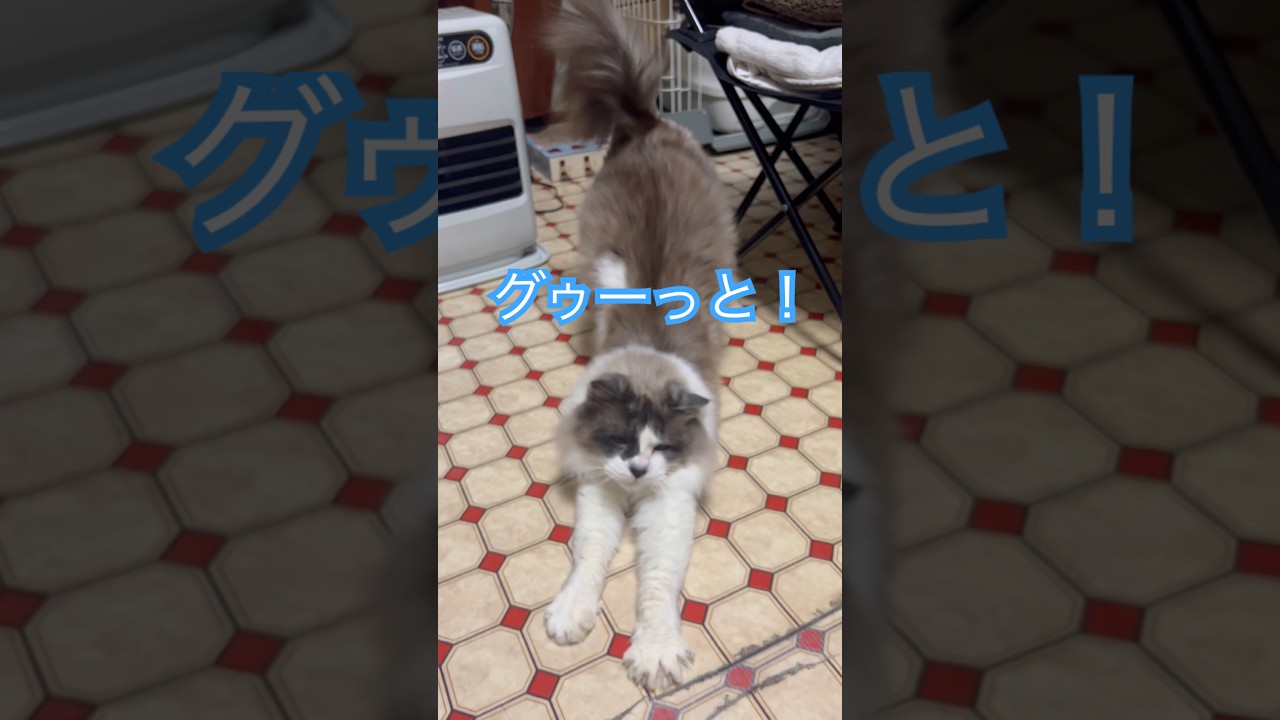 ゆめた君の伸びのタイミングを掴んだ様です🤭#catlife #catstretch #猫の伸び