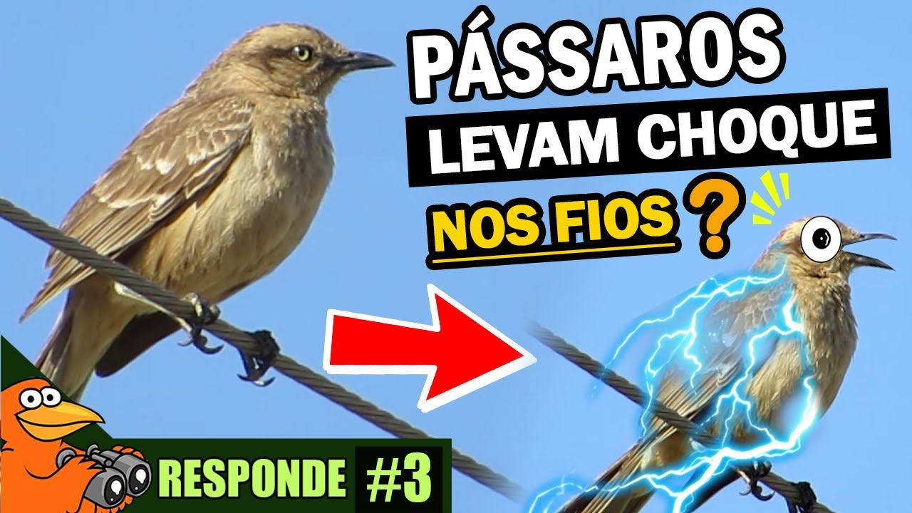 Por que AVES não LEVAM CHOQUE NOS FIOS? ORNITOLOGO RESPONDE #3