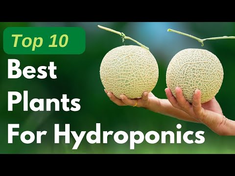 Top 10 Plant Choices for Hydroponics With Higher Yields and Easy To Care