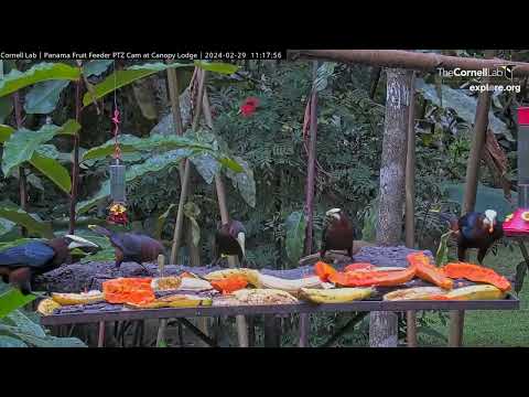 Oropendolas Line Up For Lunch At Panama Fruit Feeder Cam – Feb. 29, 2024