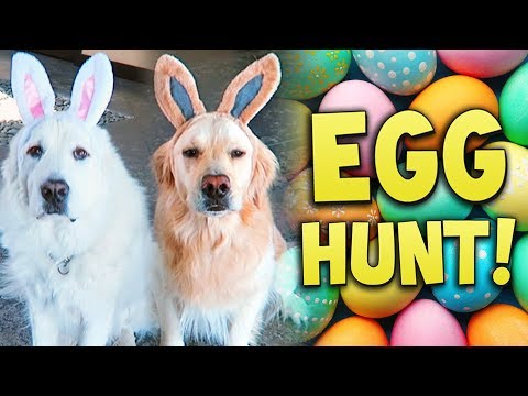 DOG EASTER EGG HUNT AND EGG CHALLENGE! (Super Cooper Sunday #138)