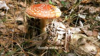 Quisiera Volar - Roxette