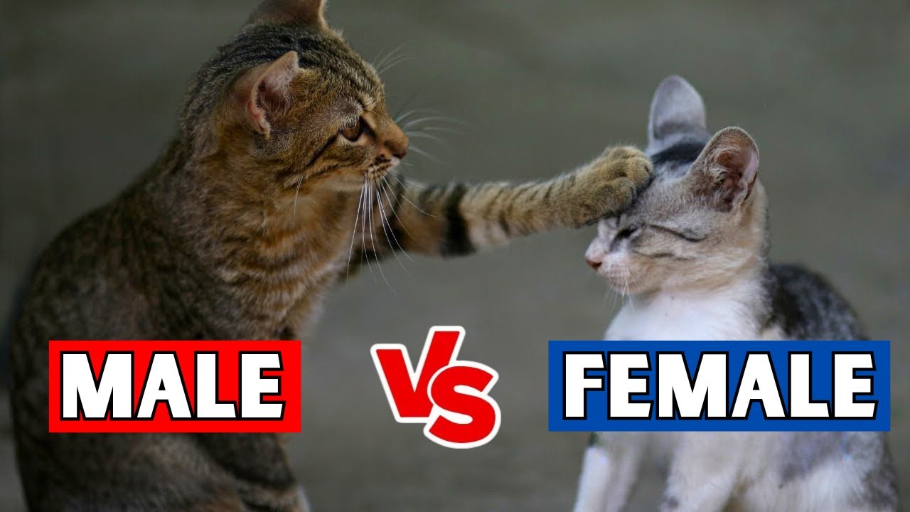 The REAL Differences Between MALE & FEMALE Cats!
