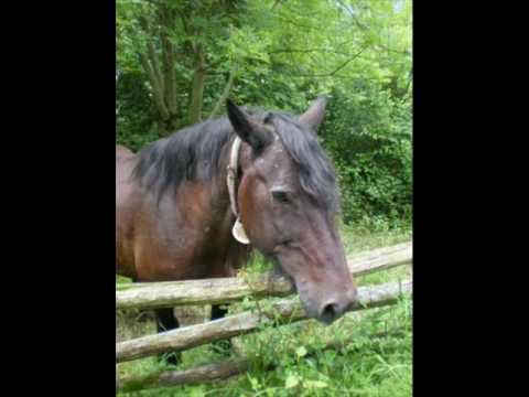 Anibal Troilo - Angel Cárdenas   -   Vamos, vamos zaino viejo