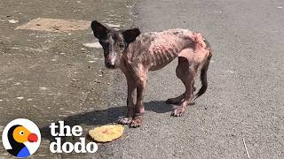 Starving Puppy Gets A New Start After Being Hit By A Car | The Dodo