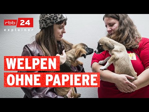Wie läuft krimineller Welpenhandel ab? | rbb24 explainer