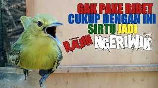 Download lagu CARA AGAR ANAKAN SIRTU CEPAT BUNYI NGERIWIK mp3