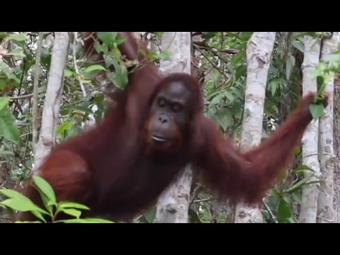 Orangutan of Tanjung Puting Borneo