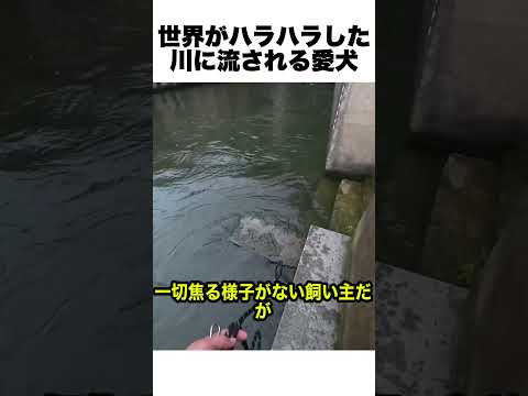 川に流される愛犬