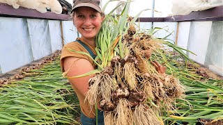 Huge Garden & Herb Harvest | A Full Day in My Garden