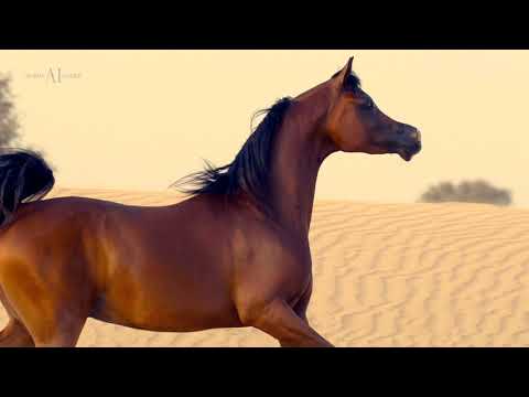 👑 D SHEIMAZ 👑 (FA EL RASHEEM x LADI VERONIKA), 2018 Colt