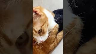 #cat #cute #catvideo #cutecat #funnyvideo #funny