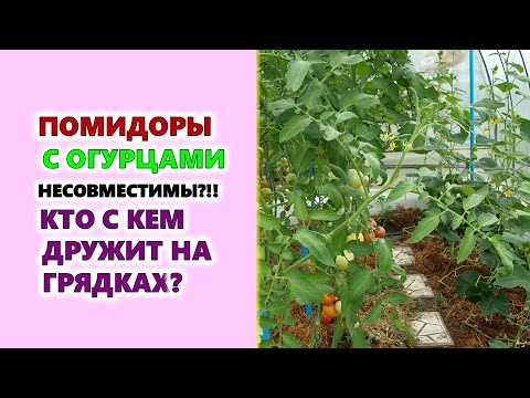 , title : 'Помидоры и огурцы несовместимы?!! Кто с кем дружит на грядках?'