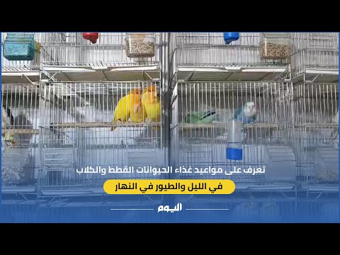 فيديو.. طرق التعامل مع الحيوانات الأليفة ووقايتها من الأمراض