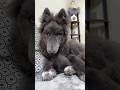 WOLF TRANSFORMATION from PUPPY to GIANT ADULT  #bluewolf #guarddog #wolfdog #wolf