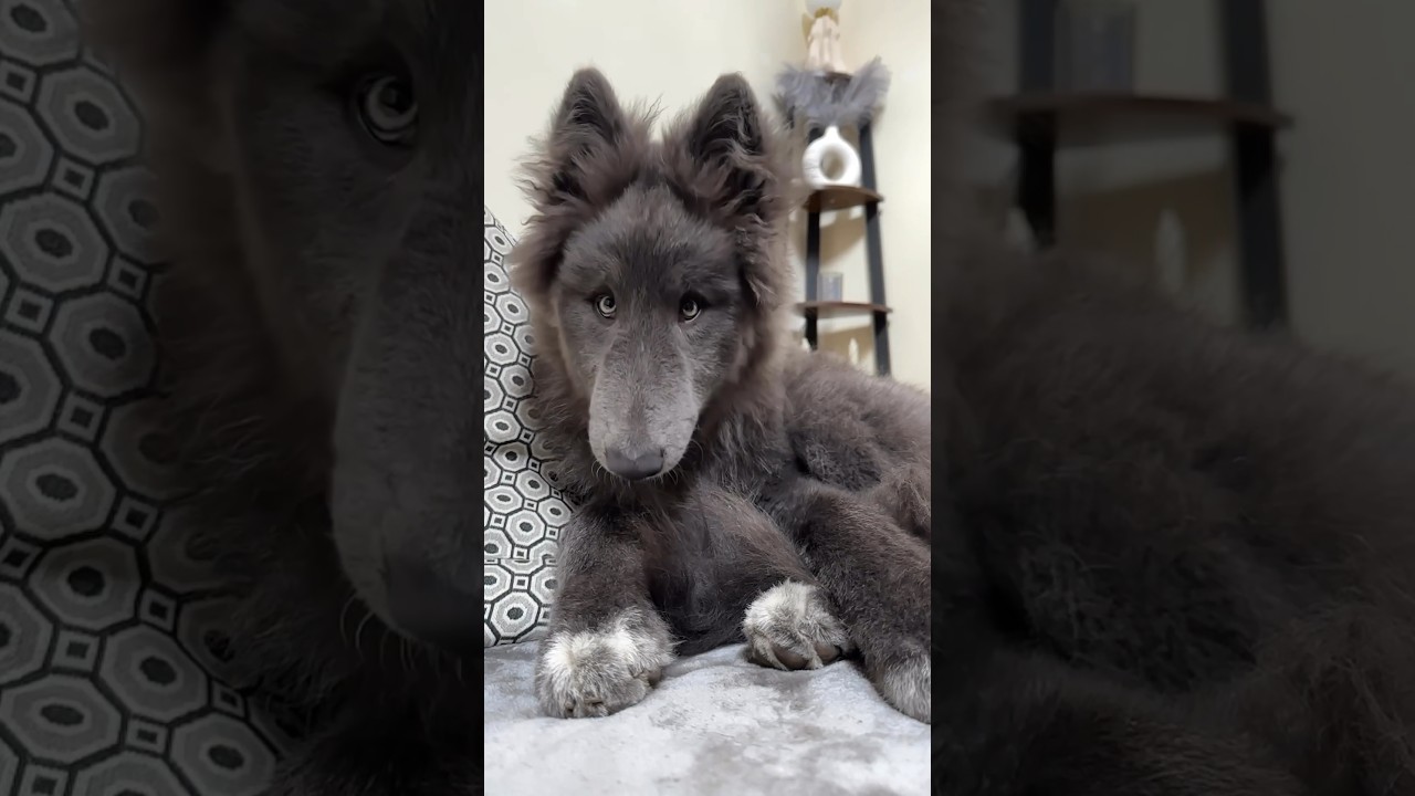 WOLF TRANSFORMATION from PUPPY to GIANT ADULT  #bluewolf #guarddog #wolfdog #wolf