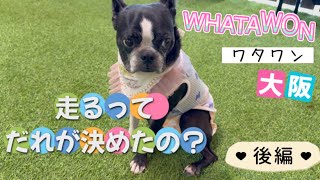 【㊗️6歳✨後編】ドッグランに行ったはいいけど、使い方を間違えました😅 WHATAWONワタワン @oreo_channel 