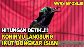 Download lagu Pancingan KONIN GACOR EMOSI ini ampuh bikin KOLIBRI NINJA lain ikut rajin bunyi mp3 Download lagu Pancingan KONIN GACOR EMOSI ini ampuh bikin KOLIBRI NINJA lain ikut rajin bunyi mp3