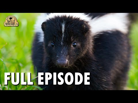 Wild America (1992) | S11 E9 'Those Smelly Skunks' | Full Episode | FANGS