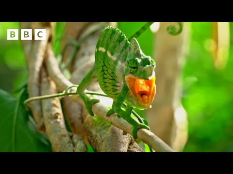 Chameleons fight for a mate | Big Little Journeys  - BBC