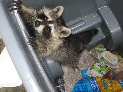 アライグマについて知っておくべきことすべて: ニューヨーク州ウェストチェスター: Intrepid Wildlife Services