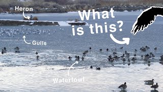 Finding Something CRAZY While Birding at Lee Kay Ponds