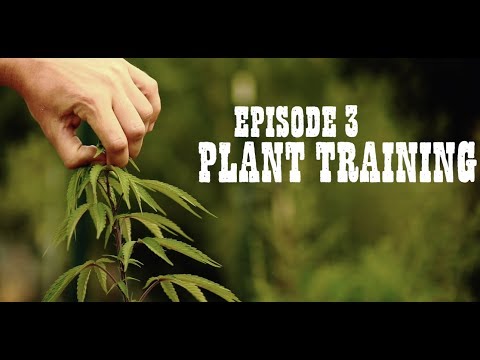 THE GREEN DOPE PROJECT (S2-Ep3) Plant Training HD