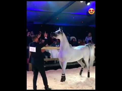 World Champion Naseem Al Rashidiya😍