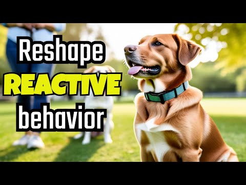 E-Collar Training for Reactive Dogs: Expert Tips