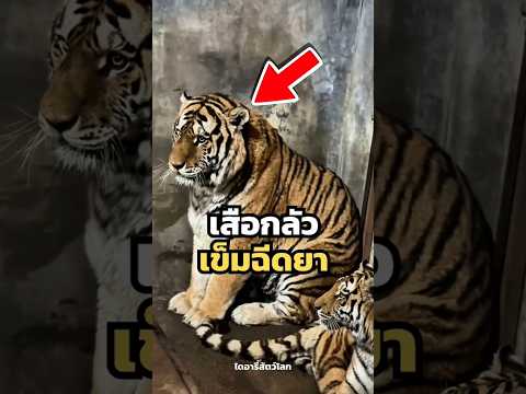 โตมาเป็นราชาป่า แต่พอเจอเข็มฉีดยาก็ยังตัวสั่น 🐯💉