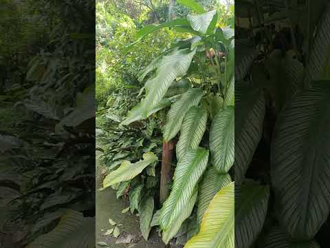 ALTO DEL AGUILA – AMAZONAS RRR